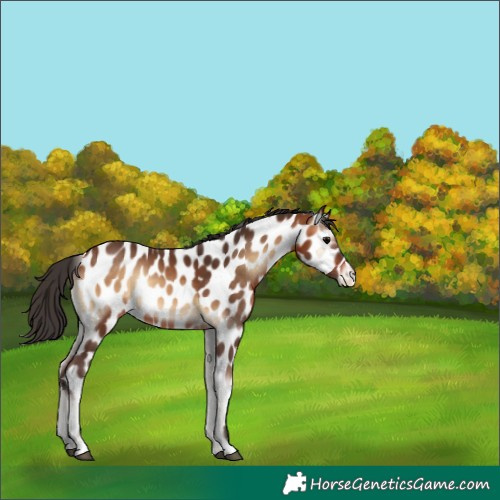 Horse Color:Bay Onyx Appaloosa