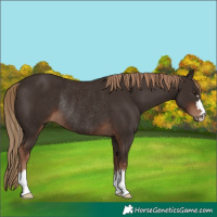 Horse Color:Liver Chestnut Rabicano 