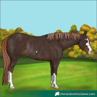 Horse Color:Liver Chestnut Rabicano 