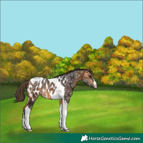 Horse Color:White Spotted Buckskin Ice Tobiano Near Leopard 