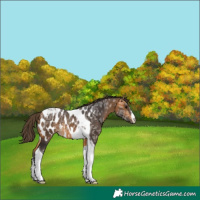 Horse Color:White Spotted Buckskin Ice Tobiano Appaloosa 