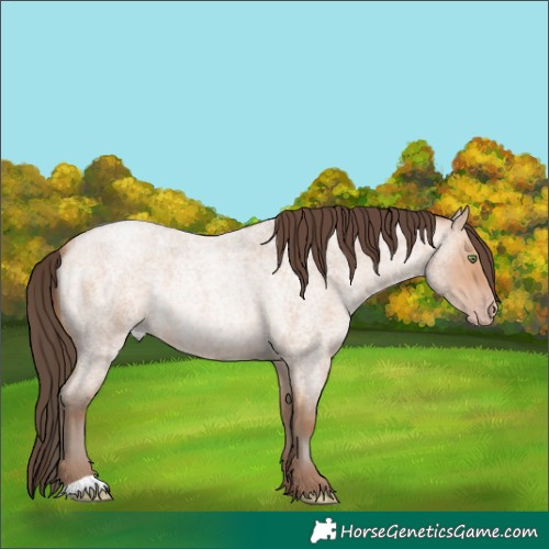 Horse Color:Amber Champagne Roan Rabicano 