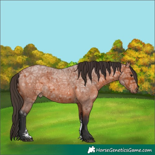 Horse Color:Bay Ice Roan Sabino Rabicano 