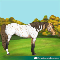 Horse Color:Buckskin Appaloosa  and Buckskin Appaloosa 