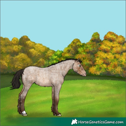 Horse Color:Gray Amber Champagne Ice Roan Varnish Rabicano 