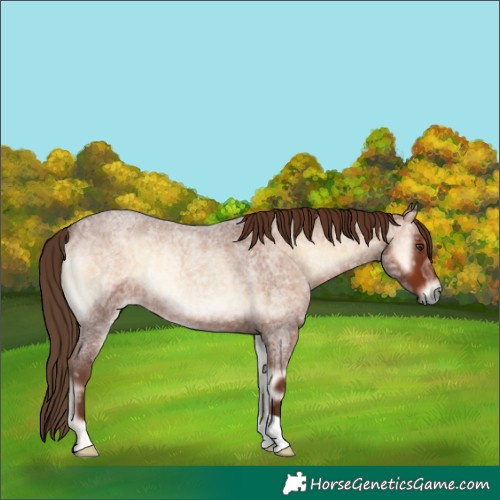 Horse Color:Red Onyx Ice Roan Rabicano 