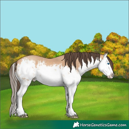 Horse Color:White Spotted Amber Champagne Splash 