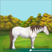 Horse Color:Amber Champagne Ice Roan Sabino Appaloosa 