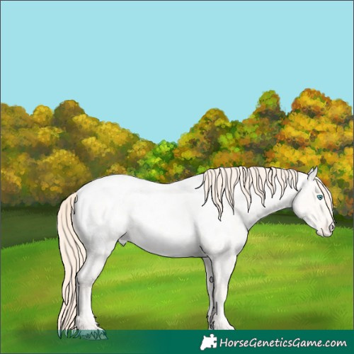 Horse Color:Classic Cream Champagne Ice Roan Pearl Near Leopard Rabicano 