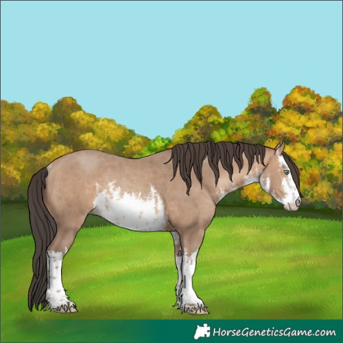 Horse Color:White Spotted Sable Champagne Rabicano 