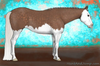 Horse Color:Silver Black Splash