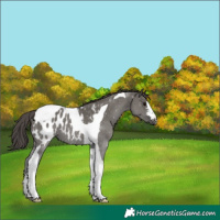 Horse Color:Grullo Tobiano Appaloosa 