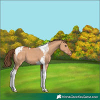 Horse Color:Bay Dun Tobiano Appaloosa 