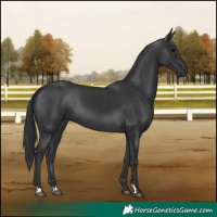Horse Color:Black  and Black 