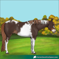 Horse Color:Liver Chestnut Tobiano Frame Rabicano 