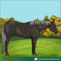 Horse Color:Liver Chestnut Rabicano 
