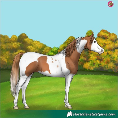 Horse Color:Chestnut Splash Tobiano 