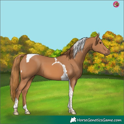 Horse Color:Chestnut Tobiano 