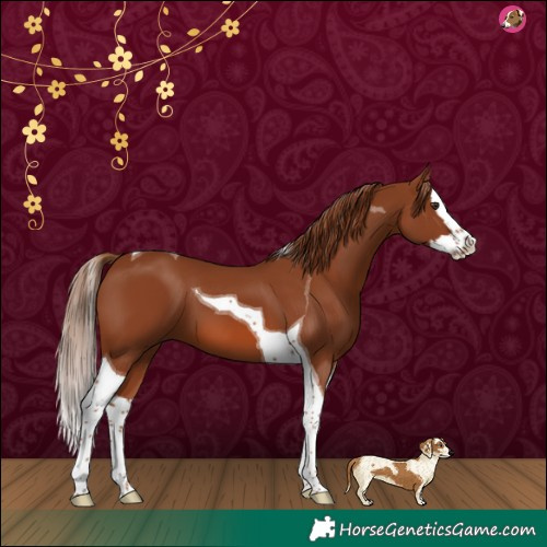 Horse Color:Chestnut Splash Tobiano 