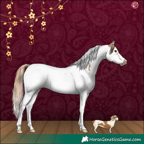 Horse Color:Chestnut Splash Tobiano Frame 