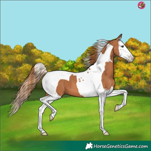 Horse Color:Chestnut Splash Tobiano 