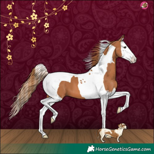 Horse Color:Chestnut Splash Tobiano 