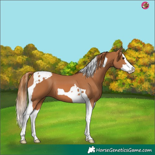 Horse Color:Chestnut Splash Tobiano 