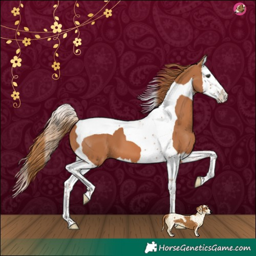Horse Color:Chestnut Splash Tobiano 