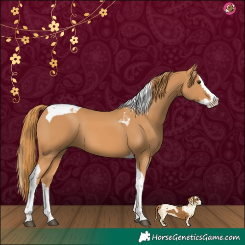 Horse Color:Chestnut Splash Tobiano 