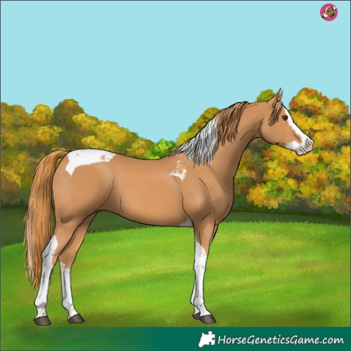 Horse Color:Chestnut Splash Tobiano 