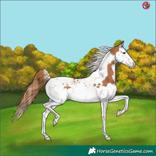 Horse Color:Chestnut Splash Tobiano 