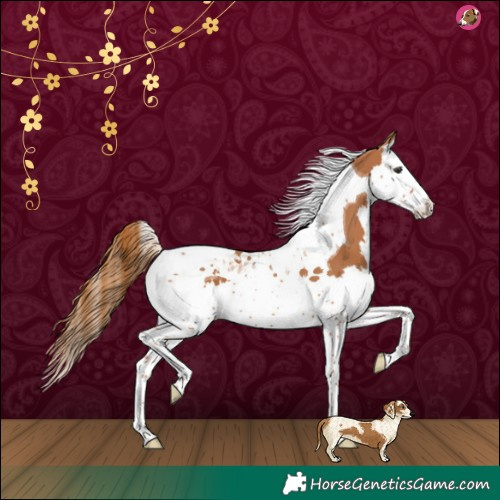 Horse Color:Chestnut Splash Tobiano 