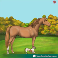 Horse Color:Chestnut Tobiano 