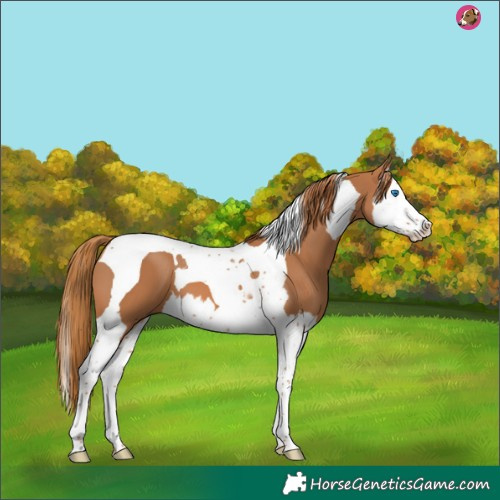 Horse Color:Chestnut Splash Tobiano 