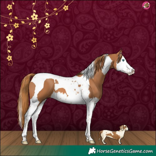 Horse Color:Chestnut Splash Tobiano 