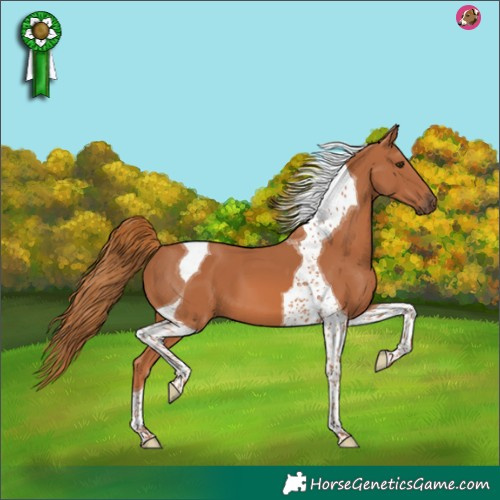 Horse Color:Chestnut Tobiano 