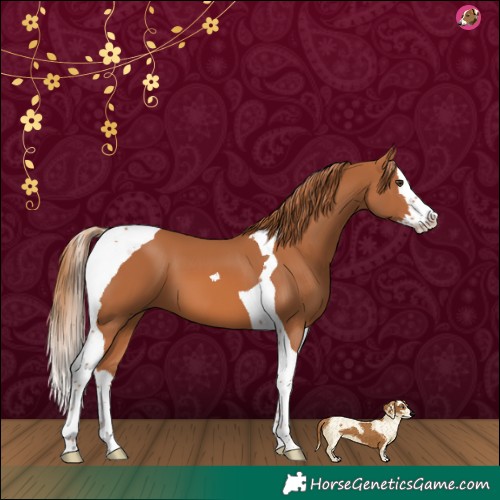 Horse Color:Chestnut Splash Tobiano 