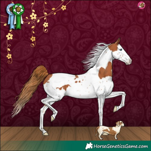 Horse Color:Chestnut Splash Tobiano 