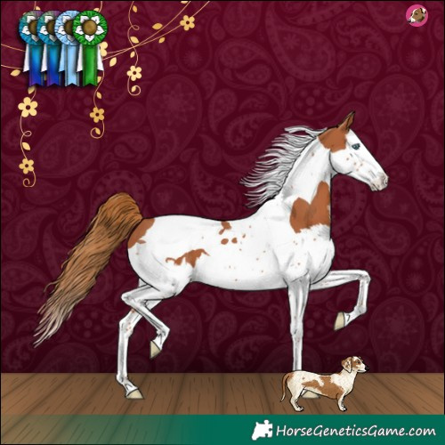 Horse Color:Chestnut Splash Tobiano 