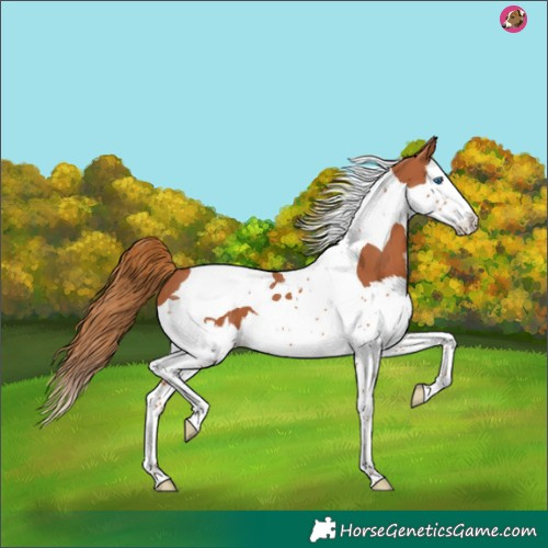 Horse Color:Chestnut Splash Tobiano 