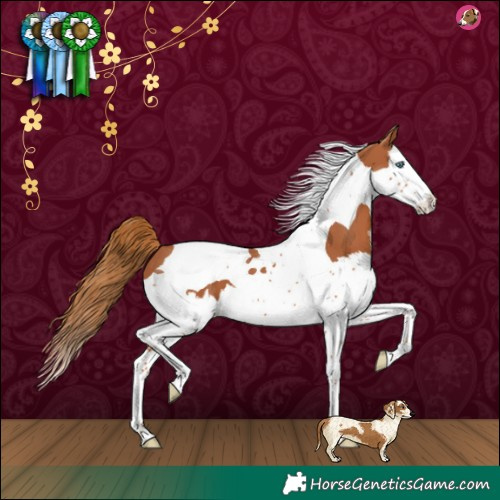 Horse Color:Chestnut Splash Tobiano 