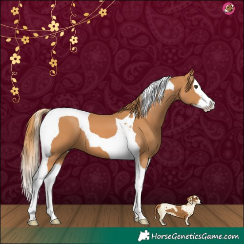 Horse Color:Chestnut Splash Tobiano