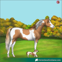 Horse Color:Chestnut Splash Tobiano 