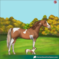 Horse Color:Chestnut Splash Tobiano 