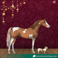 Horse Color:Chestnut Splash Tobiano