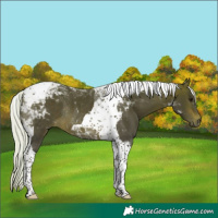 Horse Color:Silver Brown Tobiano Rabicano 
