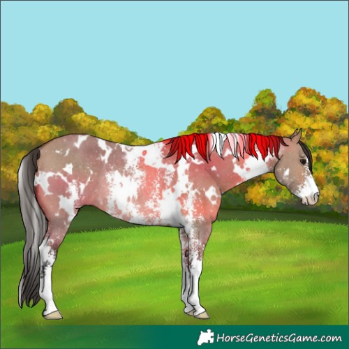 Horse Color:White Spotted Bay Dun Sabino Rabicano 