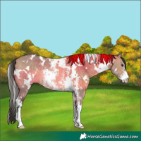 Horse Color:White Spotted Bay Dun Sabino Rabicano 