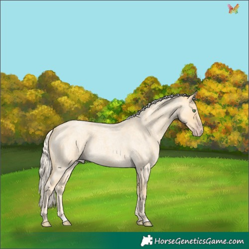 Horse Color:Gold Cream Champagne Roan 
