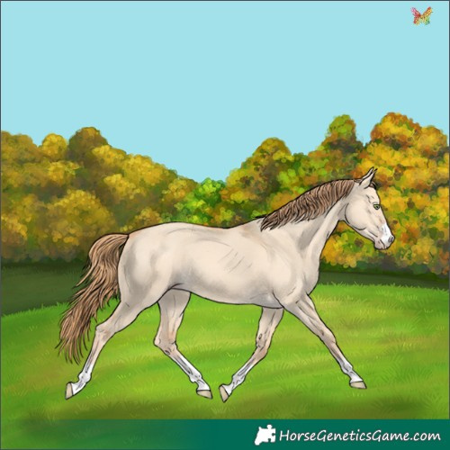 Horse Color:Gold Champagne Dun 